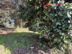 Quinta T4 - Usseira, �bidos, Leiria - Miniatura: 24/37