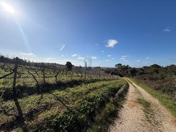 Quinta T4 - Usseira, �bidos, Leiria - Miniatura: 28/37