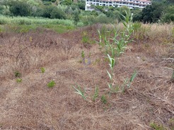 Terreno Urbano T0 - Leiria, Leiria, Leiria - Miniatura: 2/10