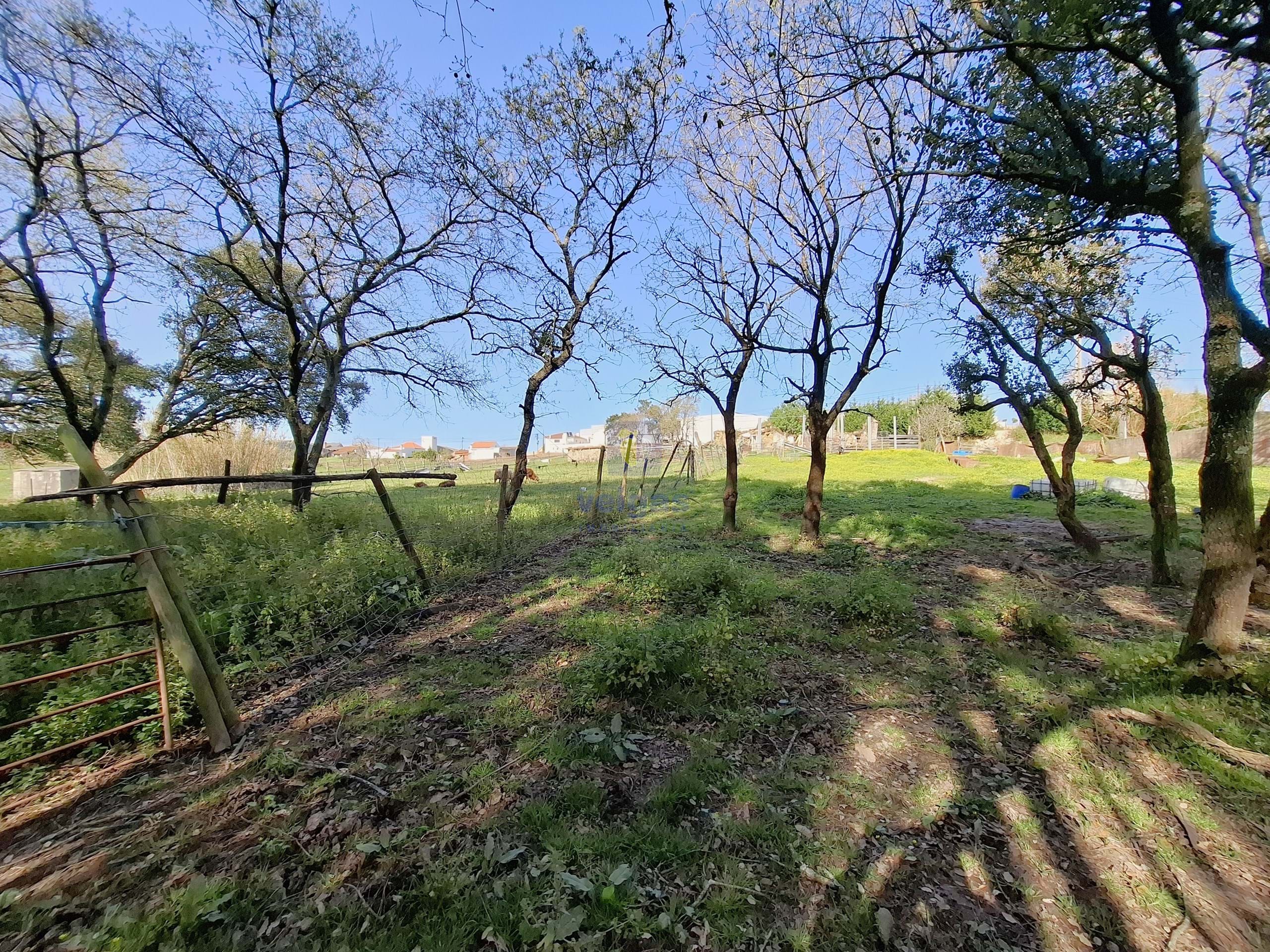Terreno Urbano T0 - Cela, Alcoba�a, Leiria - Miniatura: 20/26