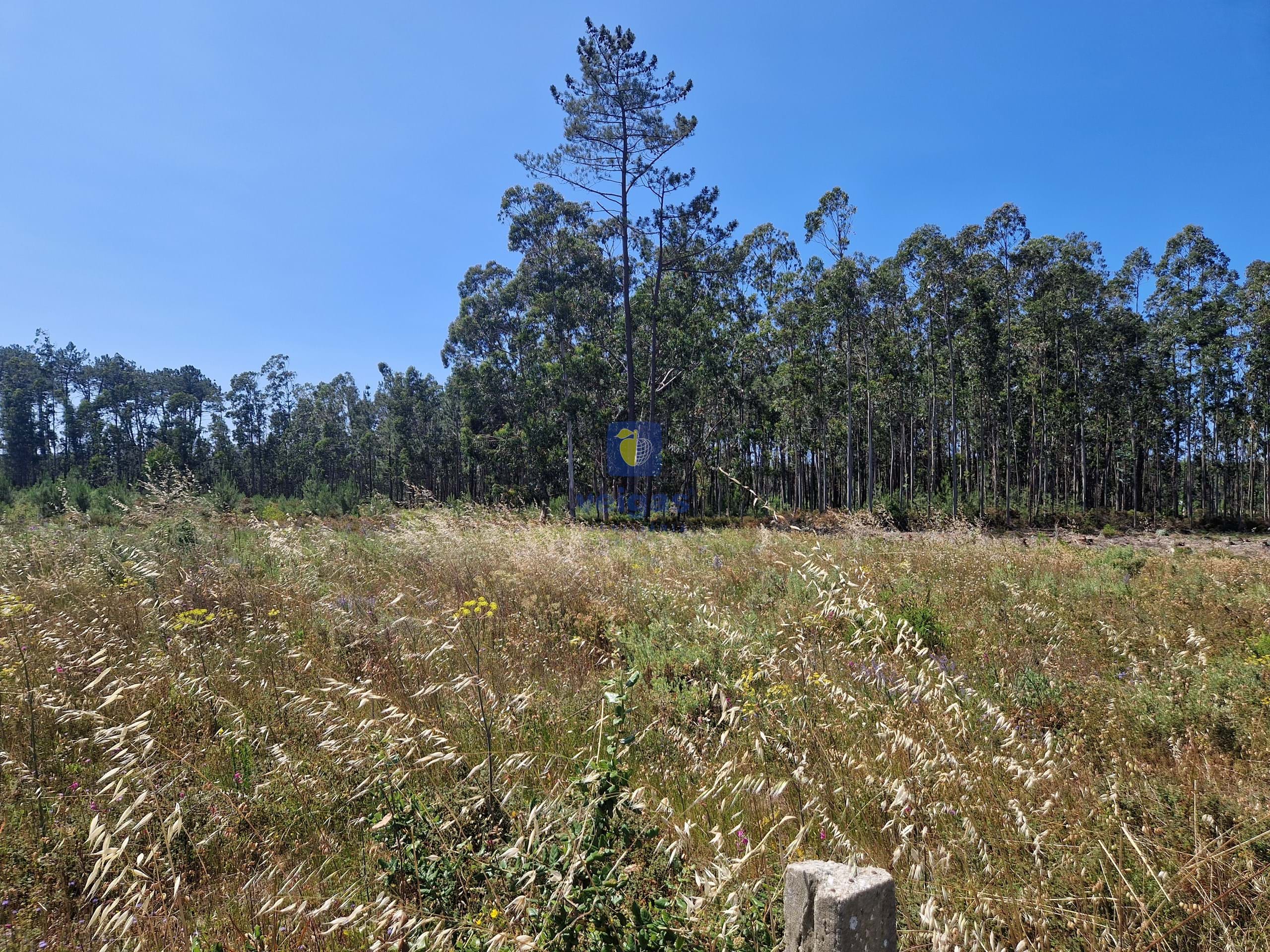Terreno Urbano T0 - Amor, Leiria, Leiria - Miniatura: 7/11