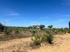 Terreno Rstico T0 - Ladoeiro, Idanha-a-Nova, Castelo Branco - Miniatura: 6/8