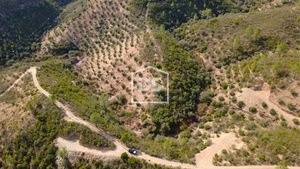 Terreno Rstico T0 - Sarzedas, Castelo Branco, Castelo Branco - Miniatura: 2/8