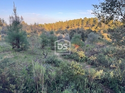 Terreno Rstico T0 - Tinalhas, Castelo Branco, Castelo Branco - Miniatura: 3/22