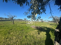 Terreno Rstico T0 - Escalos de Baixo, Castelo Branco, Castelo Branco