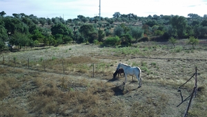 Terreno Rstico T0 - Monforte da Beira, Castelo Branco, Castelo Branco - Miniatura: 5/24