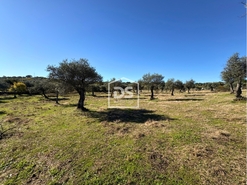 Terreno Rstico T0 - Escalos de Baixo, Castelo Branco, Castelo Branco - Miniatura: 6/23