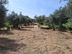 Terreno Rstico T0 - Escalos de Cima, Castelo Branco, Castelo Branco - Miniatura: 2/12