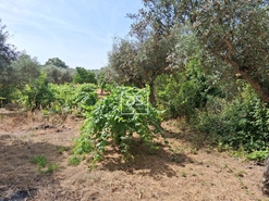 Terreno Rstico T0 - Escalos de Cima, Castelo Branco, Castelo Branco - Miniatura: 6/12