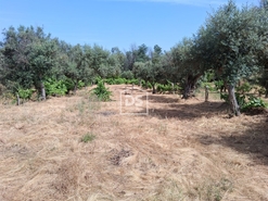 Terreno Rstico T0 - Escalos de Cima, Castelo Branco, Castelo Branco - Miniatura: 9/12