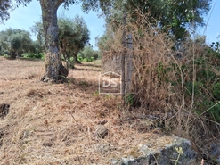 Terreno Rstico T0 - Escalos de Cima, Castelo Branco, Castelo Branco - Miniatura: 10/12