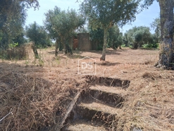 Terreno Rstico T0 - Escalos de Cima, Castelo Branco, Castelo Branco - Miniatura: 11/12