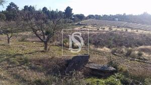 Terreno R�stico - S�o Jo�o da Pesqueira, S�o Jo�o da Pesqueira, Viseu - Miniatura: 18/22