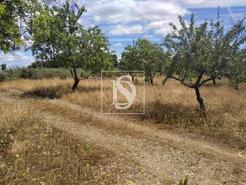 Terreno R�stico - S�o Jo�o da Pesqueira, S�o Jo�o da Pesqueira, Viseu - Miniatura: 20/22
