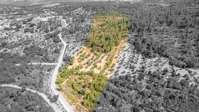 Terreno R�stico - Sarzedas, Castelo Branco, Castelo Branco - Imagem grande
