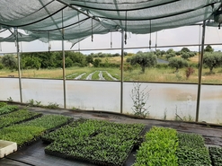Quinta - Ladoeiro, Idanha-a-Nova, Castelo Branco - Miniatura: 7/17