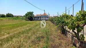 Terreno Rstico T0 - Ssa, Vagos, Aveiro - Miniatura: 13/32