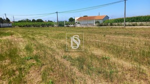 Terreno Rstico T0 - Ssa, Vagos, Aveiro - Miniatura: 14/32
