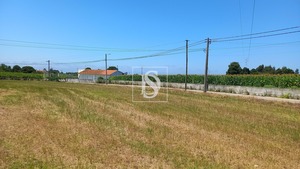 Terreno Rstico T0 - Ssa, Vagos, Aveiro - Miniatura: 16/32