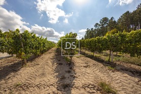 Quinta T2 - Constance, Marco de Canaveses, Porto - Miniatura: 20/41