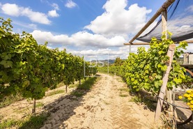 Quinta T2 - Constance, Marco de Canaveses, Porto - Miniatura: 21/41