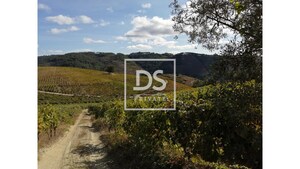 Quinta T0 - Cumieira, Santa Marta de Penagui�o, Vila Real - Miniatura: 11/16