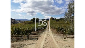 Quinta T0 - Cumieira, Santa Marta de Penagui�o, Vila Real - Miniatura: 14/16