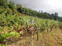 Terreno Rstico T0 - Souselo, Cinfes, Viseu - Miniatura: 4/13
