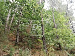 Terreno Rstico T0 - Souselo, Cinfes, Viseu - Miniatura: 10/13