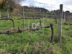 Terreno Rstico T0 - Souselo, Cinfes, Viseu - Miniatura: 12/13