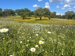 Terreno R�stico - Raposa, Almeirim, Santar�m - Miniatura: 5/24