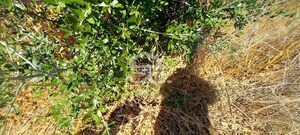 Terreno R�stico T0 - Beringel, Beja, Beja - Miniatura: 6/8