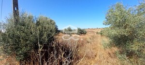 Terreno R�stico T0 - Beringel, Beja, Beja - Miniatura: 7/8