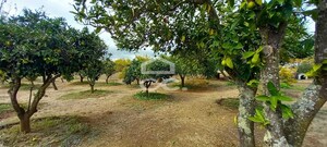 Quinta T2 - Nossa Senhora das Neves, Beja, Beja - Miniatura: 15/53