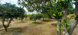 Quinta T2 - Nossa Senhora das Neves, Beja, Beja - Miniatura: 53/53