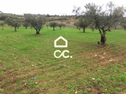 Terreno R�stico T0 - Amareleja, Moura, Beja - Miniatura: 1/9