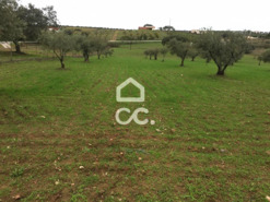 Terreno R�stico T0 - Amareleja, Moura, Beja - Miniatura: 4/9