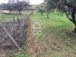 Terreno R�stico T0 - Amareleja, Moura, Beja - Miniatura: 8/9