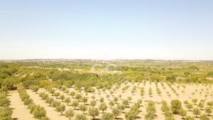 Terreno R�stico T0 - Vila de Frades, Vidigueira, Beja - Miniatura: 32/35