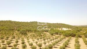 Terreno R�stico T0 - Vila de Frades, Vidigueira, Beja - Miniatura: 35/35