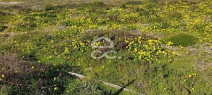 Terreno R�stico T0 - Frielas, Loures, Lisboa - Miniatura: 1/11