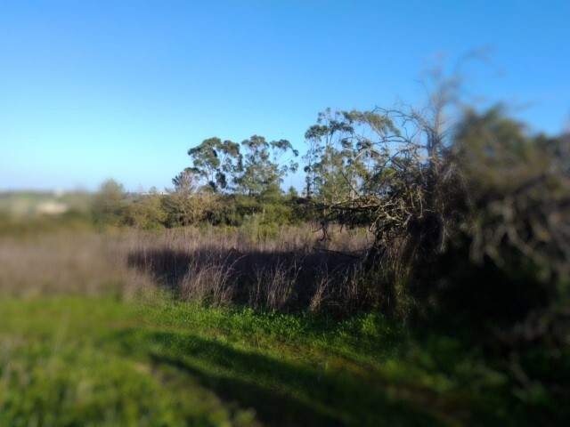 Terreno R�stico - Abitureiras, Santar�m, Santar�m - Imagem grande
