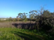 Terreno R�stico - Abitureiras, Santar�m, Santar�m - Miniatura: 1/2