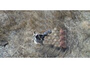 Terreno R�stico - Abitureiras, Santar�m, Santar�m - Miniatura: 2/2