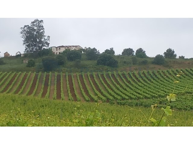 Terreno R�stico - Estremoz, Estremoz, �vora - Imagem grande