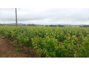 Terreno R�stico - Estremoz, Estremoz, �vora - Miniatura: 2/8