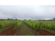 Terreno R�stico - Estremoz, Estremoz, �vora - Miniatura: 3/8