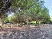 Terreno Rstico - Santo Isidoro MFR, Mafra, Lisboa - Miniatura: 1/9