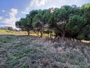 Terreno Rstico - Santo Isidoro MFR, Mafra, Lisboa - Miniatura: 6/9