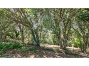 Terreno R�stico - Mafra, Mafra, Lisboa - Miniatura: 8/9